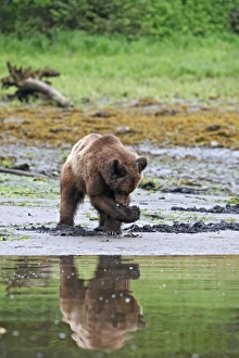 Images Dated 1st June 2008: Grizzly Bear - looking for clams to eat on estuary beach. Khuzemateen Grizzly Bear Sanctuary