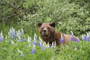 Grizzly Bear - looking over grass & flowers. Khuzemateen Grizzly Bear Sanctuary - British Colombia - Canada