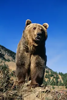 Grizzly Bear Montana, USA
