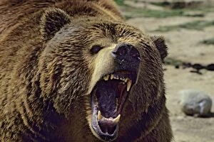 Grizzly bear - With mouth open in threatening pose