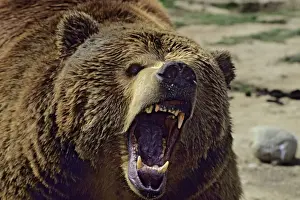 Jaws Prints: Grizzly bear - With mouth open in threatening pose MA792