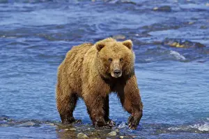 Grizzly Bear North America MA1277