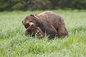 Grizzly Bear - pair mating. Khuzemateen Grizzly Bear Sanctuary - British Colombia - Canada