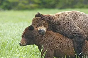 Grizzly Bear - pair mating. Khuzemateen Grizzly Bear Sanctuary - British Colombia - Canada
