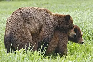 Grizzly Bear - pair mating. Khuzemateen Grizzly Bear Sanctuary - British Colombia - Canada