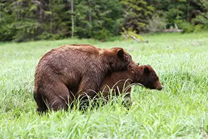 Grizzly Bear - pair mating. Khuzemateen Grizzly Bear Sanctuary - British Colombia - Canada