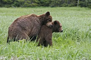 Grizzly Bear - pair mating. Khuzemateen Grizzly Bear Sanctuary - British Colombia - Canada