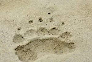 Grizzly bear - paw print