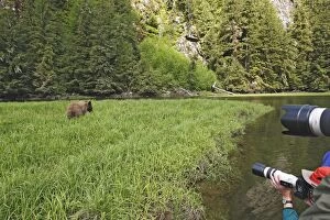Images Dated 1st June 2008: Grizzly Bear - being photographed by tourists at