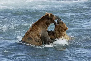 Grizzly Bear - playing in river. Katmai National Park - Alaska - USA