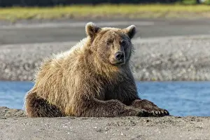 Shoreline Prints: Grizzly bear resting on shoreline