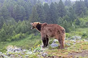 Grizzly bear - roaring / calling. Montana - USA