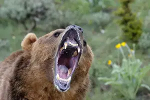 Roaring Prints: Grizzly bear - roaring / callling. Montana - USA