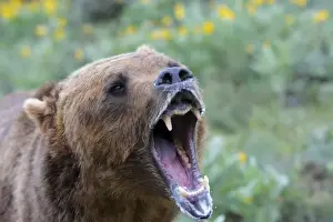 Grizzly bear - roaring / callling. Montana - USA