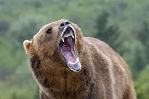 Grizzly bear - roaring / callling. Montana - USA