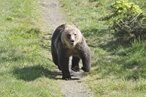 Images Dated 7th September 2007: Grizzly bear - running. Knight Inlet - Glendale Cove - British Columbia - Canada