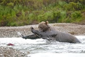Images Dated 10th August 2011: Grizzly Bear - Salmon fishing in the river