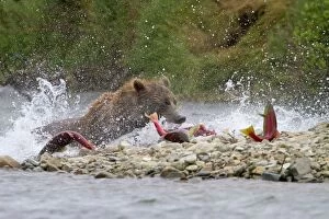 Images Dated 13th February 2011: Grizzly Bear - Salmon fishing in the river
