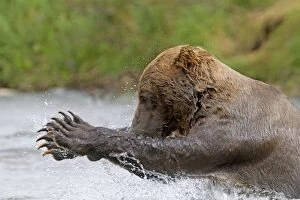 Images Dated 13th February 2011: Grizzly Bear - Salmon fishing in the river