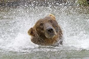 Images Dated 15th February 2011: Grizzly Bear - Salmon fishing in the river