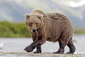 Images Dated 22nd August 2011: Grizzly Bear - Salmon fishing in the river