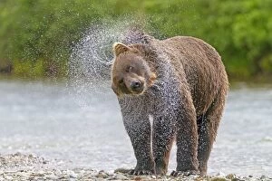 Images Dated 10th February 2011: Grizzly Bear - shaking off water by the river
