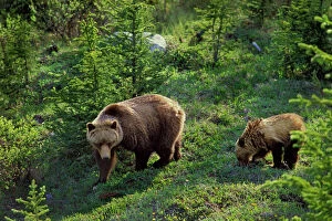 Grizzly Bear - sow with cub, June