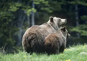 Grizzly Bear - sow with cub Northern Rockies, Canada