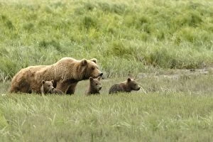 Grizzly Bear - sow with cubs