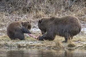 Grizzly Bear sow fights with cub over a salmon carcass