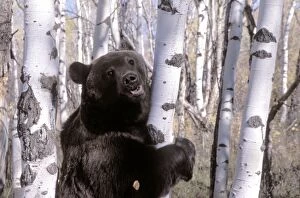 Grizzly BEAR - standing in Aspen forest