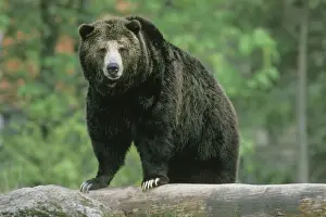 Logs Prints: Grizzly bear - Standing on fallen log. North America; Pacific Northwest MA428
