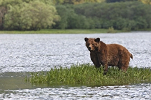 Images Dated 1st June 2008: Grizzly Bear - standing on island of grass in estuary. Khuzemateen Grizzly Bear Sanctuary
