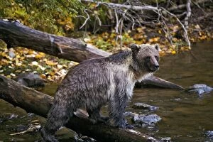 Grizzly Bear - standing on log in river