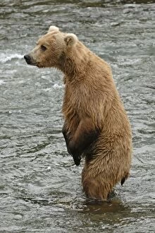 Grizzly Bear - standing up in river