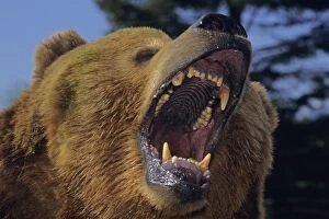 Grizzly Bear threatening with mouth open