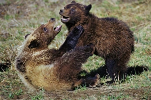 Play Fighting Collection: Grizzly Bear TOM 595 Cubs playing (wrestling) in spring near Yellowstone