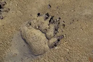 Sign Prints: Grizzly Bear track in mud, Alaska. (front paw)