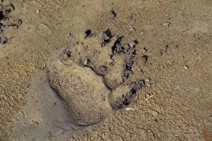 Grizzly Bear track in mud, (front paw)