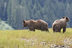 Grizzly Bear - two. Khuzemateen Grizzly Bear Sanctuary - British Colombia - Canada