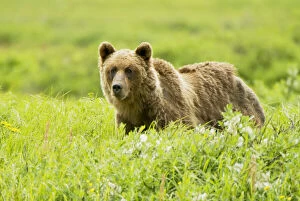 Grizzly bear, Ursus arctos, Sacred Headwaters