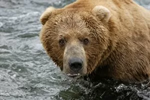 Grizzly Bear - waiting to catch salmon from river