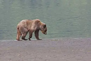 Estuaries Prints: Grizzly Bear - walkding along estuary beach