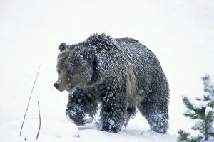 Images Dated 18th November 2004: Grizzly Bear walking through early spring snowstorm. Wyoming. May