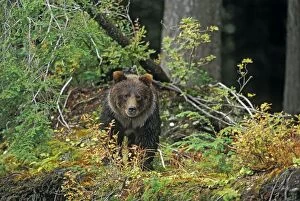 Grizzly Bear walking forest in late summer
