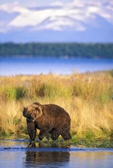 Grizzly Bear walking along river, fishing for salmon