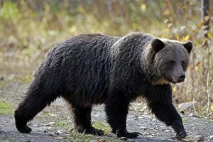 Grizzly Bear walking on trail, closeup