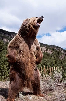 Displays Collection: Grizzly Bear WAT 4216 Standing Ursus arctos horribilis © M, Watson ARDEA LONDON
