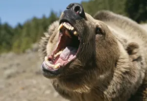 Jaws Prints: Grizzly Bear WAT 4240 Ursus arctos © M. Watson / ardea. com