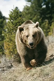 Charging Prints: Grizzly Bear WAT 4242 Ursus arctos © M. Watson / ardea. com